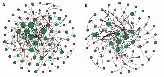 Redes de interacci&oacute;n planta-frug&iacute;voro en las localidades A. Guacamayas y B. El Pino. Los c&iacute;rculos verdes corresponden a las especies de plantas y los rojos a las especies de frug&iacute;voros. El grueso de las l&iacute;neas ilustra la fuerza de la interacci&oacute;n. El tama&ntilde;o de los c&iacute;rculos verdes representa el valor del &iacute;ndice de importancia de las plantas (IIP). Los n&uacute;meros dentro de los c&iacute;rculos corresponden a las plantas m&aacute;s importantes en cada localidad: 1. Miconia albicans, 2. Doliocarpus dentatus, 3. Myrcia falla, 4. Ficus sp2, 5. Miconia impetiolaris, 6. Vitex capitata, 7. Acacia mangium, 8. Ficus dendrocida, 9. Cecropia peltata. 10. Casearia corymbosa, 11. Trichilia hirta, 12. Bursera simaruba. /Fig. 1. Plant-frugivore interaction networks in A. Guacamayas and B. El Pino localities. Green circles correspond to plant species and red circles to frugivore species. The thickness of the lines illustrates the strength of the interaction. The green circles size represents the plant importance index (PII). The numbers inside the circles correspond to the most important plants in each locality: 1. Miconia albicans, 2. Doliocarpus dentatus, 3. Myrcia falla, 4. Ficus sp2, 5. Miconia impetiolaris, 6. Vitex capitata, 7. Acacia mangium, 8. Ficus dendrocida, 9. Cecropia peltata. 10. Casearia corymbosa, 11. Trichilia hirta, 12. Bursera simaruba.