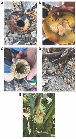 Fruits of C. alataA. and B.R. capitata, C. and D. and Z. mays, E. damaged by N. adocetus.