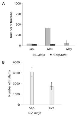 Abundance of fruits per hectare in study plots in C. alata and R. capitata in tropical dry forest plots A. and in B.Z. mays in plots in corn fields.