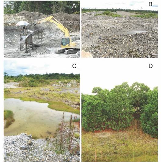 Miner&iacute;a a cielo abierto en la selva pluvial tropical del Choc&oacute;, Colombia. A.-B. Minas abandonadas con extensas &aacute;reas de arena y grava, C. que experimentan procesos de sucesi&oacute;n natural, D. o son reforestadas con Acacia mangium. / Fig. 1. Open pit mining in the tropical rain forest of Choc&oacute;, Colombia. A.-B. Abandoned mines with extensive areas of sand and gravel, C. undergoing natural succession processes, D. or are reforested with Acacia mangium.