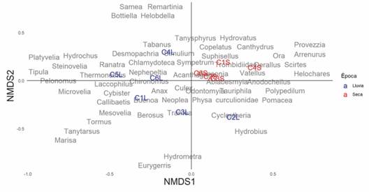 Análisis de escalamiento multidimensional no métrico (nMDS) realizado con la presencia y ausencia de los macroinvertebrados de las charcas en las temporadas de lluvias (L) y seca (S). C1: Villa Leidy, C2: Los Trillizos C3: El Paraíso, C4: El Miquito, C5: Los Campanos y C6: La Dicha. Stress: 0.14. / Fig. 3. No metric multidimentional scaling (nMDS) based on incidence data of aquatic macroinvertebrates of ponds in rainy (L) and dry (S) season. C1: Villa Leidy, C2: Los Trillizos C3: El Paraíso, C4: El Miquito, C5: Los Campanos and C6: La Dicha. Stress: 0.14.