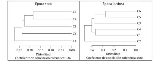 Análisis de similitud Sorensen (cualitativo) de las charcas durante la época y seca y lluvias, C1: Villa Leidy, C2: Los Trillizos, C3: El Paraíso, C4: El Miquito, C5: Los Campanos y C6: La Dicha. / Fig. 4. Sorensen similarity analysis (qualitative) of temporary ponds in dry and rainy periods. C1: Villa Leidy, C2: Los Trillizos, C3: El Paraíso, C4: El Miquito, C5: Los Campanos and C6: La Dicha.