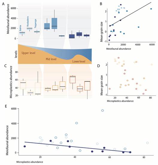 Graphical summary of the regression analyses. A. Boxplot showing the meiofaunal abundances in each beach and intertidal levels. B. Relationship between the meiofaunal abundances and the mean grain size, represented as fi-coefficient (-1 = very coarse sand, 2 = fine sand). C. Boxplot showing the abundance of microplastics in each beach and intertidal levels. D. Relationship between the abundance of microplastics and mean grain size expressed as fi-coefficient. E. Relationship between the abundance of meiofauna and abundance of microplastics. Plots represented with filled colour are significant.