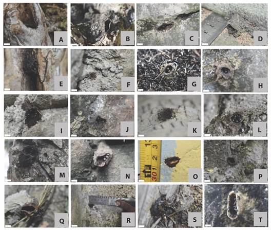 Types of nesting entrance opening of T. sapiens in Maribu, Dosay, and Kemiri villages. A.-D. elongated horizontal with dark brown, blackish and slightly blackish gray on tube-end. E.-J. oval with brown, blackish brown, light brown on tube end, blackish gray, and brownish black. K.-L. round with dark brown. M.-N. irregular with dark brown and brownish gray. O.-R. ellipses with brown, dark brown, and blackish gray. S. Elongated vertically with dark brown. T. elongated vertical with light brown hard texture in H. planifrons. Scale = 1 cm).