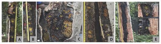 The internal nest architecture of four colonies of T. sapiens in Maribu, Dosay, and Kemiri villages, Papau: A.-B. vertical cluster, C. semi-cluster, D. horizontal cluster, and E. layered vertical comb in H. planifrons (insert for detail). ne=nest entrance, bc=brood cells, pc=pollen cells, hc=honey cells, lp=lamellate pillars. Scale=1cm.