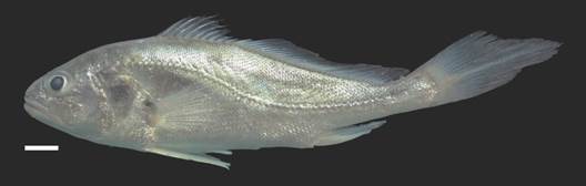 Plagioscion magdalenae, capturado en el embalse El Gu&aacute;jaro, La Pe&ntilde;a en el departamento del Atl&aacute;ntico, Cuenca baja del r&iacute;o Magdalena, Colombia. Escala: 4 cm. Macho. / Fig. 2.Plagioscion magdalenae, captured in El Gu&aacute;jaro reservoir, La Pe&ntilde;a in the department of Atl&aacute;ntico, lower Magdalena River Basin, Colombia. Scale: 4 cm. Male.