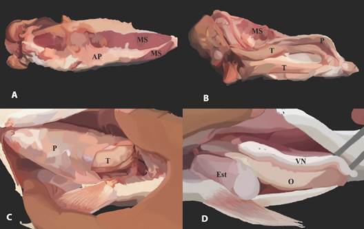 Vejiga natatoria de Plagioscion magdalenae de la Cuenca del r&iacute;o Magdalena, Colombia. A. Vista dorsal. B. Ventral de la musculatura asociada a la vejiga natatoria y ubicaci&oacute;n con respecto a los test&iacute;culos. C. Vista de los test&iacute;culos recubiertos por el peritoneo en individuos machos. D. Vista de la vejiga natatoria con ausencia de m&uacute;sculos en individuos hembras. MS: M&uacute;sculo s&oacute;nico, AP: Aponeurosis, T: Test&iacute;culos, P: Peritoneo, VN: Vejiga natatoria, O: Ovarios, Est: Est&oacute;mago. / Fig. 8. Swim bladder of Plagioscion magdalenae from the Magdalena River Basin, Colombia. A. Dorsal view. B. Ventral view of the musculature associated with the swimbladder and its location with respect to the testes. C. View of the testes covered by the peritoneum in male individuals. D. View of the swimbladder with absence of muscles in female individuals. MS: Sonic muscle, AP: Aponeurosis, T: Testes, P: Peritoneum, VN: Swimbladder, O: Ovaries, Est: Stomach.