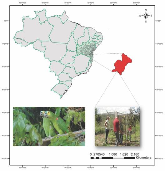 Map of the State of Bahia. Highlighted in red for the municipality of Conde&uacute;ba, the site selected to receive individuals of the Amazona aestiva species. Individual of the species foraging in a feeder at the release site.