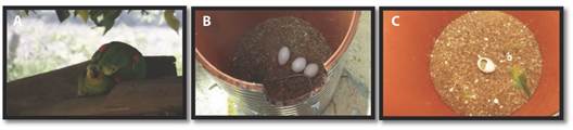 Photographic records of mating monitoring. A. pair of parrots (Ring-CETAS/UFBA 031 and CETAS/UFBA 024) mating; B. eggs in the artificial nest; C. eggs predated by Ramphastos toco.