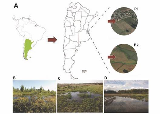 Sampling sites for Rhinella arenarum population. A. Location of both temporary ponds near of La Plata city (Buenos Aires, Argentina), P1: non-agriculture area, P2: agriculture area. B. Photography of pond without agricultural activity. C.-D. Photography's of ponds surrounded by cultivated areas.