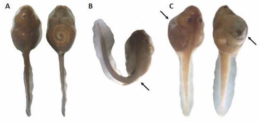 Abnormalities detected in larvae of Rhinella arenarum. A. Dorsal and ventral views of a normal larva without morphologic abnormalities. B. Severe tail flexure (arrow). C. dorsolateral and ventrolateral views of the abdominal bloating (arrows).