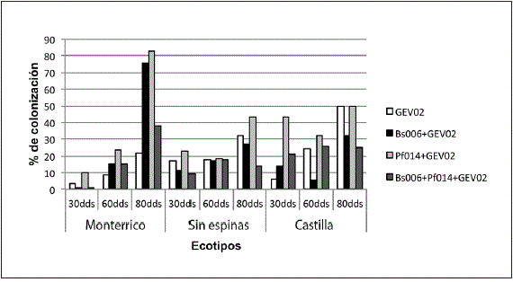 Colonizaci&oacute;n (%) del HFMA Glomus  sp. (GEV02) inoculado en forma individual y combinado con las PGPR B. amyloliquefaciens  (Bs006) y P. migulae  (Pf014) en los ecotipos de mora monterrico (ILS2367), sin espinas (ILS3400) y castilla a los 30, 60 y 80 d&iacute;as despu&eacute;s de la siembra (dds).