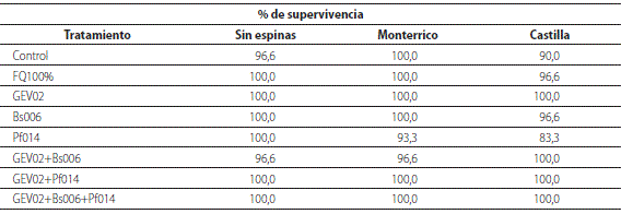 Porcentajes de supervivencia en los ecotipos de mora monterrico, sin espinas y castilla a los 60 dds