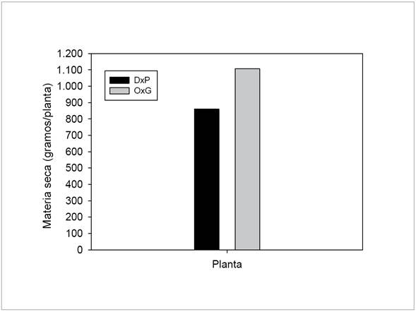 Biomasa de plantas de las palmas aceiteras h&iacute;brido OxG y T&eacute;nera DxP en vivero en Tumaco