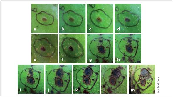 Evoluci&oacute;n del s&iacute;ntoma de peca en frutos de aguacate cv. Lorena cosechados en el municipio de Fresno. Tolima, Colombia. a) S&iacute;ntoma inicial, b) 8 d&iacute;as de observaci&oacute;n, c) 15 d&iacute;as de observaci&oacute;n, d) 20 d&iacute;as de observaci&oacute;n, e) 27 d&iacute;as de observaci&oacute;n, f ) 33 d&iacute;as de observaci&oacute;n, g) 39 d&iacute;as de observaci&oacute;n, h) 47 d&iacute;as de observaci&oacute;n, i) 54 d&iacute;as de observaci&oacute;n, j) 59 d&iacute;as de observaci&oacute;n, k) 66 d&iacute;as de observaci&oacute;n, l) 72 d&iacute;as de observaci&oacute;n, m) s&iacute;ntoma final a 78 d&iacute;as de observaci&oacute;n.
