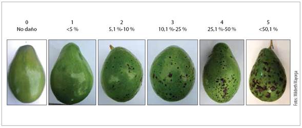 Escala diagram&aacute;tica dise&ntilde;ada para evaluar la severidad de la peca en frutos de aguacate.
