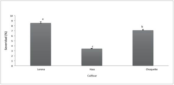 Severidad de la peca en frutos de aguacate de los cvs. Lorena, Hass y Choquette en el municipio de Fresno, Tolima, Colombia