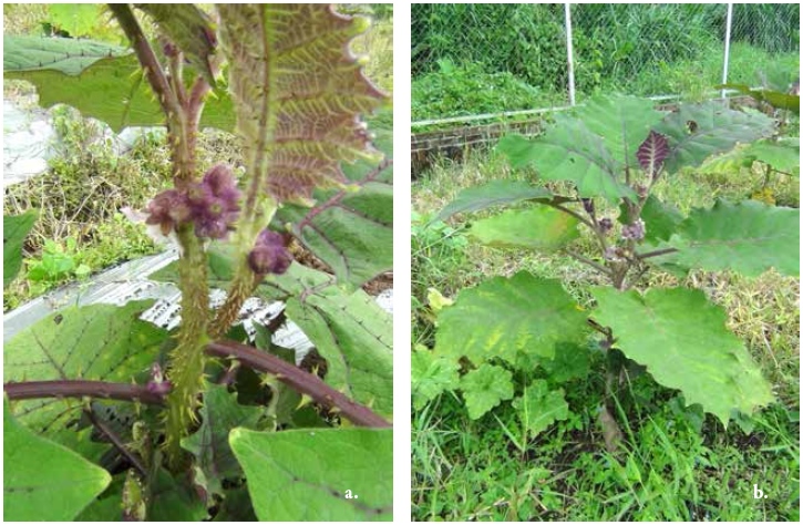 Plantas F1, cuatro meses y medio despu&eacute;s del
trasplante, a libre exposici&oacute;n solar