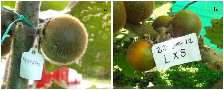 Frutos en desarrollo, obtenidos de los cruzamientos
de lulo cv. Castilla Larga Vida &times; cv. La Selva.