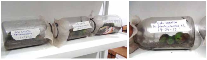 Proceso de multiplicaci&oacute;n de Neoleucinodes elegantalis en laboratorio, utilizando frutos de
lulo infestados dentro de tarros pl&aacute;sticos.