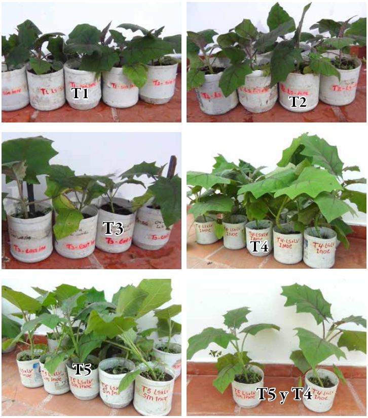 Plantas de lulo creciendo en recipientes pl&aacute;sticos,
representativas de cada uno de los cinco tratamientos, 60 d&iacute;as despu&eacute;s de la
inoculaci&oacute;n
