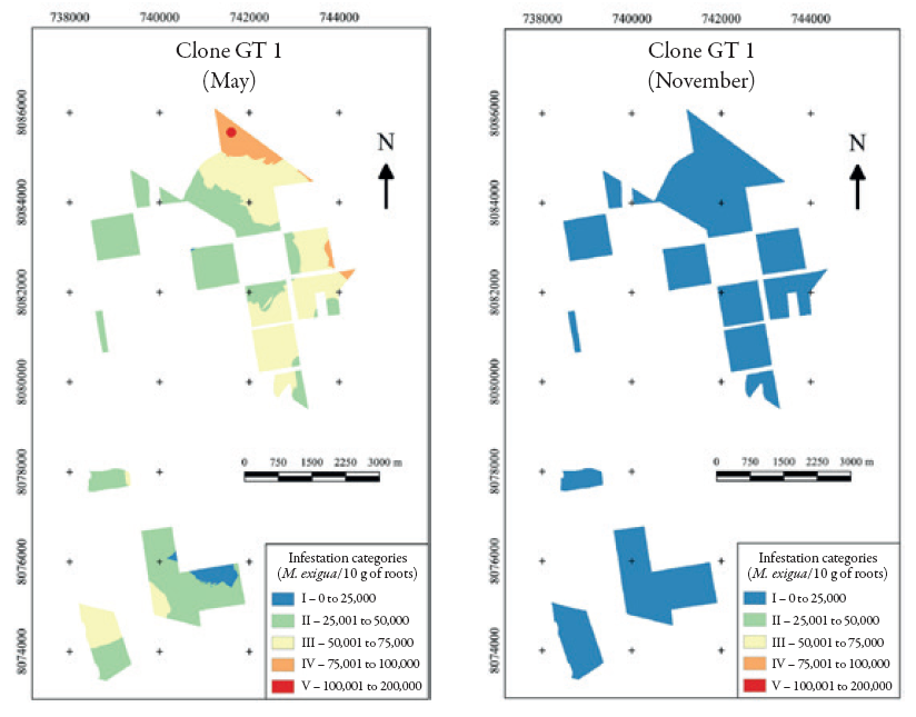Infestation mapping of the clone gt
1 in May and November
