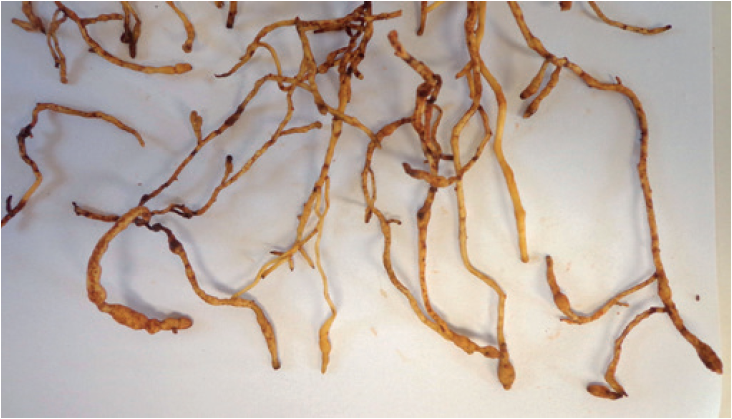 Rubber tree roots with the presence of galls, symptoms of Meloidogyne
exigua race 3.