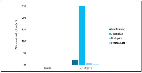 Abundancia
de macrofauna (en n&uacute;mero de individuos) en el suelo
de bancos forrajeros de Moringa oleifera,
incluyendo un control que refleja la condici&oacute;n inicial del suelo en Casanare,
Colombia.