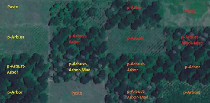 Satellite image of
the spatial distribution of the silvopastoral systems
assessed in CI Turipan&aacute; (agrosavia),
Ceret&eacute; (C&oacute;rdoba, Colombia). Block 1: orange;
block 2: red, and block 3: yellow. 