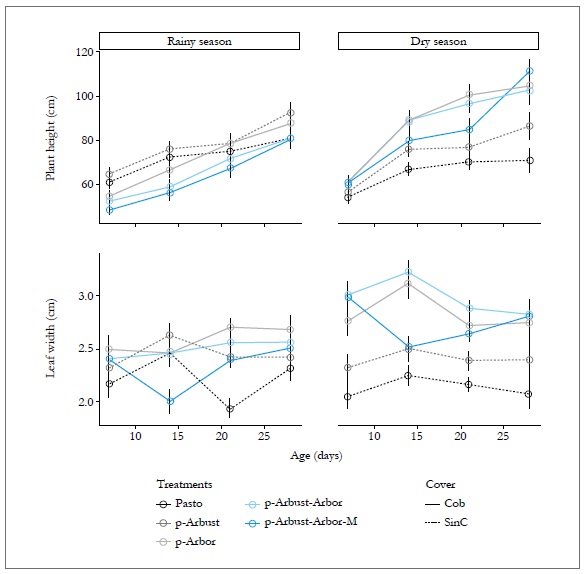 Effect of the silvopastoral arrangement and the age in some structural characteristics of Megathyrsus maximus, in CI Turipan&aacute; during 2011. Cob = Tree cover, SinC = No tree cover. Vertical bars indicate the standard error of the mean.
