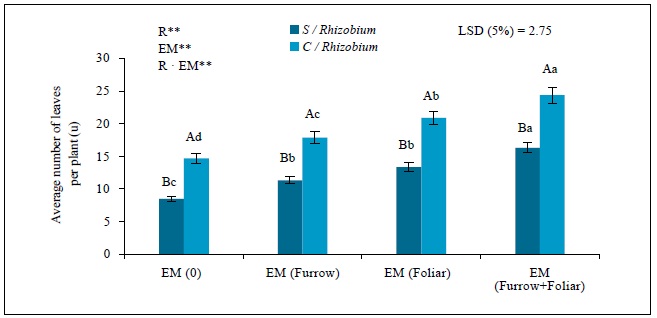 Effect of Rhizobium (0 [S/Rhizobium] and 1 kg in 46 kg of seed [C/Rhizobium]) and efficientmicroorganisms (0, furrow 100 mg/L, foliar 100 mg/L, and the association between furrow and foliar) in theaverage number of leaves per plant in common bean cv. Cuba Cueto. r: Rhizobium; em: Efficient microorganisms;and r &middot; em: Interaction between r and em. Values are represented by means &plusmn; sd (n = 5).