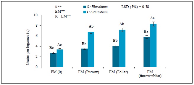 Effect of Rhizobium (0 [S/Rhizobium] and 1 kg in 46 kg of seed [C/Rhizobium]) and em (0, furrow 100mg/L, foliar 100 mg/L and the association between furrow and foliar) in the average number of grains per legumesin common bean cv. Cuba Cueto. r: Rhizobium; em: efficient microorganisms; and r &middot; em: interaction between rand em. Values are represented by means &plusmn; sd (n = 5).