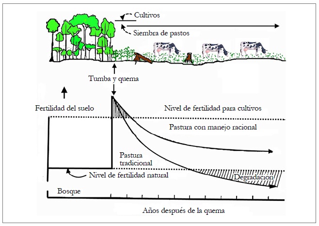 Proceso de
conversión de bosques a pasturas en la Amazonia y su influencia en el suelo. 
