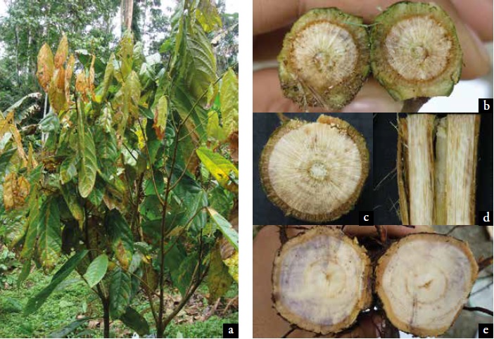 S&iacute;ntomas
de la muerte repentina del cacao en una plantaci&oacute;n de T. cacao CCN-51 ubicado en el Sector Atusparia,
Distrito y Provincia de Tocache, Per&uacute;.
a. Amarillamiento, epinastia y marchitez; b. Decoloraci&oacute;n del sistema vascular; c. Puntos necr&oacute;ticos en todo sistema vascular; d. Estr&iacute;as necr&oacute;ticas en un corte longitudinal de la
rama; e. Anillos necr&oacute;ticos
en un corte transversal de la ra&iacute;z.