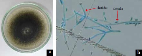 Morfolog&iacute;a macrosc&oacute;pica de colonia y microsc&oacute;pica de estructuras vegetativas y
reproductivas de Verticillium dahliae Kleb. a. Colonia de 15 d&iacute;as de edad en medio pda; b. Conidias y fi&aacute;lides verticiladas (40 X); c.
Microesclerocios (40 X). 

 