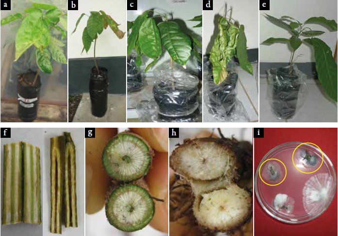  S&iacute;ntomas
de patogenicidad con V. dahliae en plantas de T.
cacao clon ICS-1. M&eacute;todo v&iacute;a Drench al suelo. a. Marchitamiento; b. Necrosis
causada mediante m&eacute;todo
de punci&oacute;n
en el tallo; c. Clorosis; d. Marchitamiento; e. Planta sana; f. Tallo mostrando
estr&iacute;as
necr&oacute;ticas;
g y h. Puntos necr&oacute;ticos
en el sistema vascular; i. Pat&oacute;geno
reaislado en medio pdao (en circulo amarillo). 

 