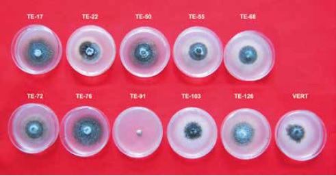  Inhibici&oacute;n del crecimiento micelial de V.
dahliae con
metabolitos inhibitorios solubles de Trichoderma endofito.
