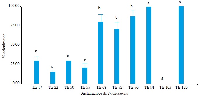 Inhibici&oacute;n del crecimiento micelial de V. dahliae con metabolitos inhibitorios solubles de Trichodermaend&oacute;fito.