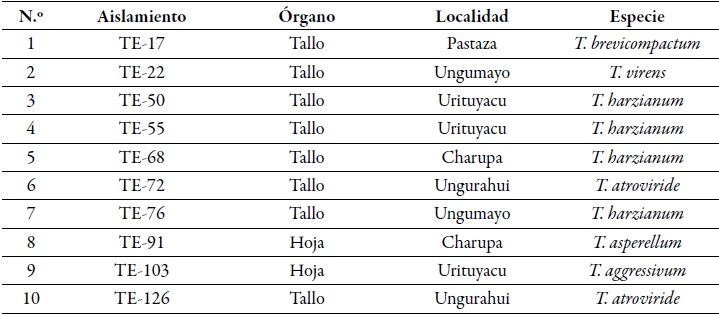 Origen de aislamientos
de Trichoderma end&oacute;fitos (TE), aisladas de tallo y hoja de
genotipos nativos de cacao de localidades de la regi&oacute;n del Alto Amazonas, Per&uacute;, en 2008