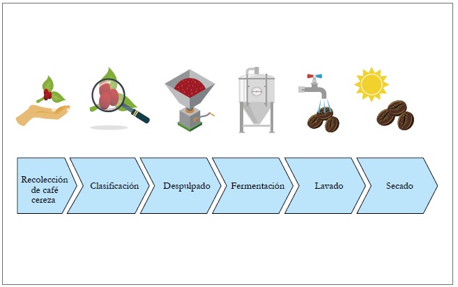 Etapas del proceso de beneficio del café.