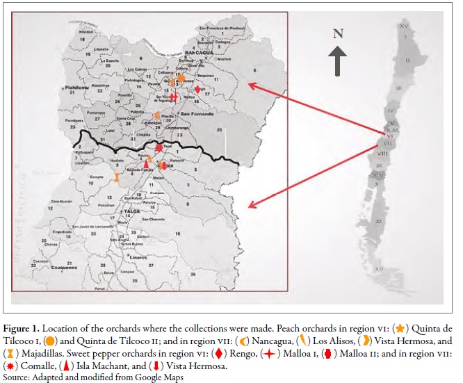 Location of the orchards where the collections were made. Peach orchards in region VI