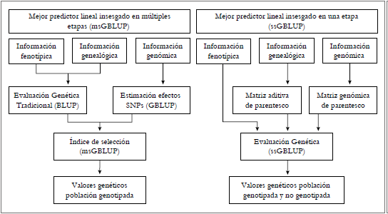 Figura 1. Estructura de trabajo del mejor predictor lineal insesgado en m&uacute;ltiples etapas (msGBLUP) y en una sola etapa (ssGBLUP) para la estimaci&oacute;n de valores gen&eacute;ticos.