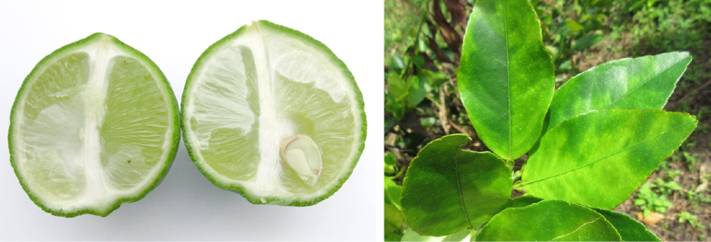S&iacute;ntomas de HLB en frutos (deformidad) y en hojas (moteado).