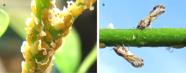 Ps&iacute;lido asi&aacute;tico de los c&iacute;tricos Diaphorina citri. a. Ninfas del tercer a quinto instar con sus t&iacute;picas excreciones cerosas blancas;  b. Posici&oacute;n caracter&iacute;stica de D. citri en &aacute;ngulo de 45&deg;.