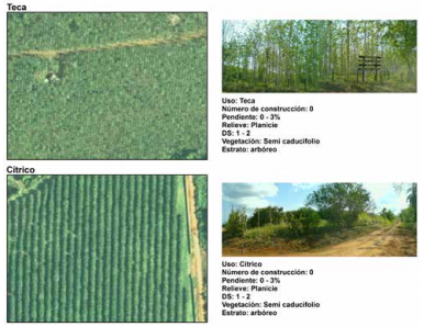 Sitos de muestreos. Plantaci&oacute;n forestal y c&iacute;tricos