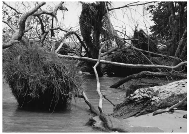 Erosi&oacute;n costera en el Parque Nacional Cahuita,
n&oacute;tese los &aacute;rboles muertos y ca&iacute;dos por el efecto del ascenso del nivel del
mar. Marzo, 2015