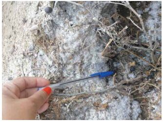 Camada espessa de
sais na superfície do solo na Ilha de Assunção, em Cabrobó, Pernambuco, Brasil