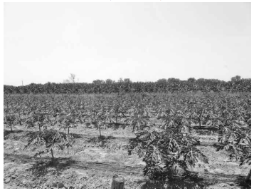 Produção agrícola
irrigada na Ilha de Assunção em Cabrobó, Pernambuco, Brasil