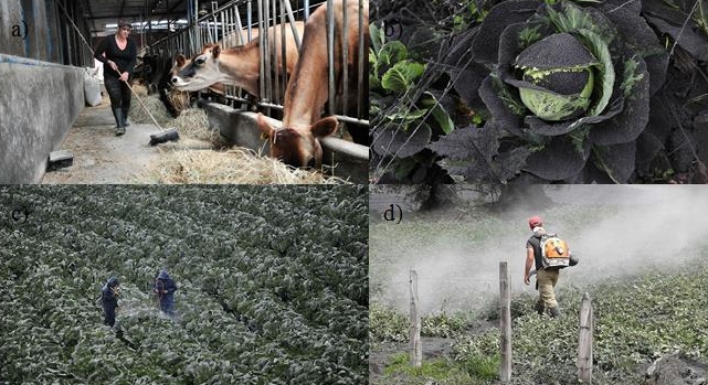  Trabajos de limpieza llevados a cabo por productores agropecuarios ante la ca&iacute;da de ceniza, erupciones del volc&aacute;n Turrialba, 2016