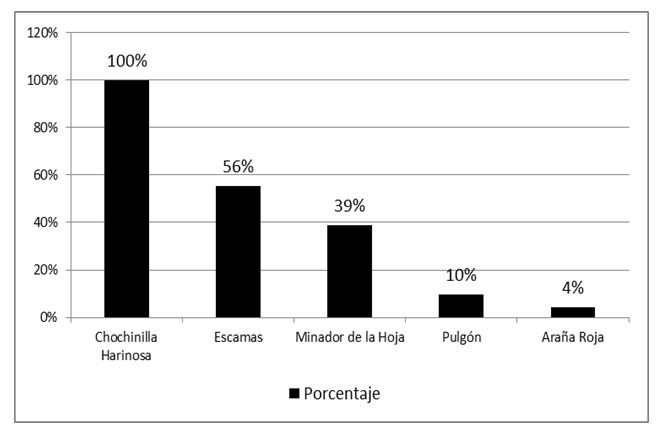Porcentaje de hect&aacute;reas de caf&eacute; afectadas por plagas durante las erupciones del volc&aacute;n Iraz&uacute;, 1963-1965
			